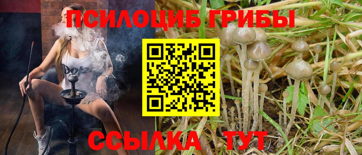 Псилоцибиновые грибы GOLDEN TEACHER Новоалександровск