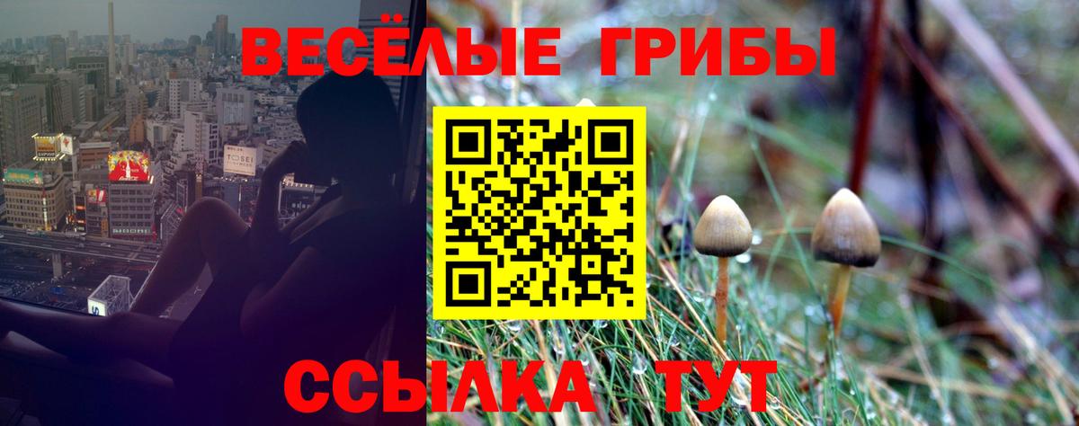 купить  цена  Псилоцибиновые грибы Psilocybe  Псилоцибиновые грибы GOLDEN TEACHER  Вход с VPN  Новоалександровск 